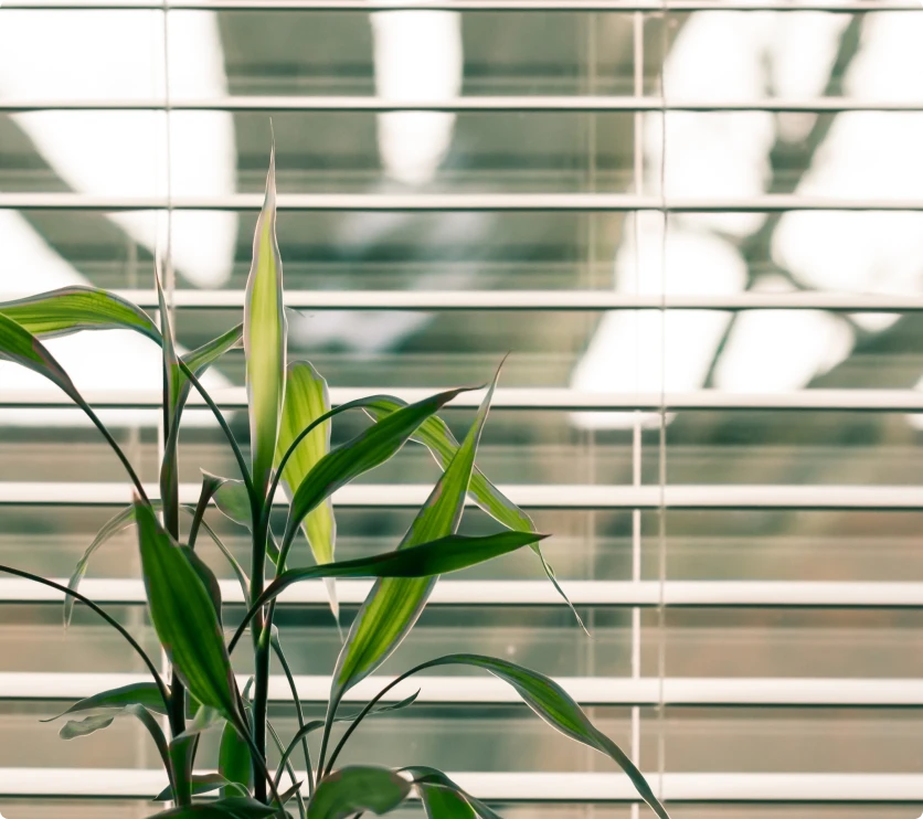 Plant on windowsill